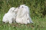 BICHON MALTAIS 068